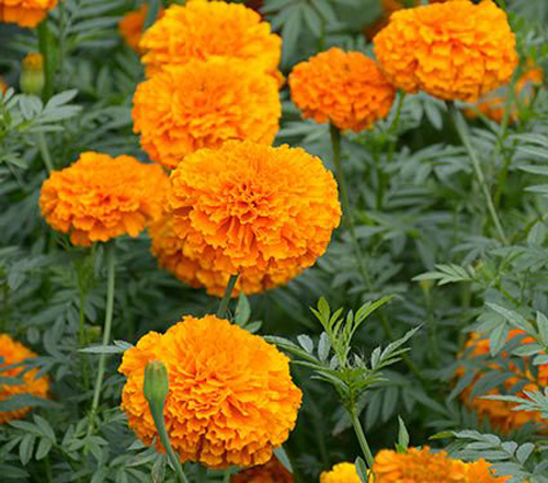 Tagetes Eretcta (Genda Phool) Age Group: All Age Group