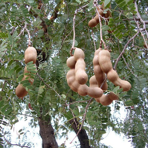 TAMARINDUS INDICA (IMLI) - Brown, Moisture 70%, PH 2.8-3.5, High Pulp Content | Natural Flavor, Sour Taste, Nutrient Rich, Food Ingredient, Traditional Medicine