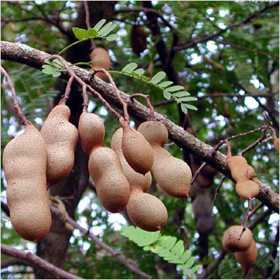 TAMARINDUS INDICA (IMLI) - Herbal Extract for All Age Groups | Dry Storage Edible Pulp for Culinary and Medicinal Uses