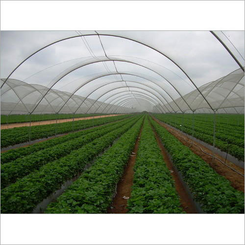Naturally Ventilated Polyhouses