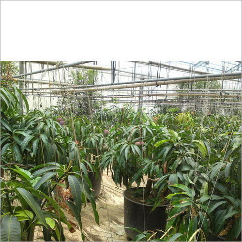 Plants Polyhouses