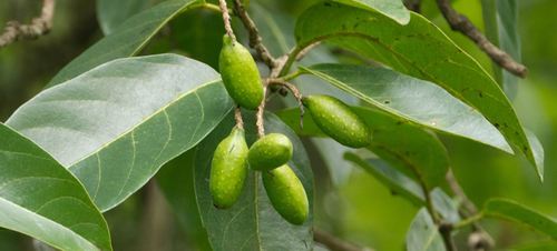 Terminalia Chebula (Harir) - Herbal Extract, All Age Group, Store in Dry Place