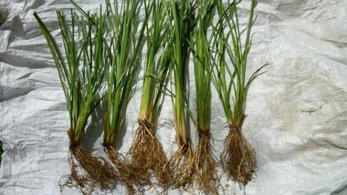 Vettiveria Zizanoides (Ushira/Khus) Age Group: All Age Group