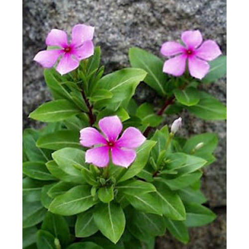 VINKA ROSEA - Herbal Extract of Catharanthus Roseus | Age Group: All Ages, Store in Dry Place