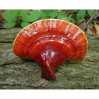 Ganoderma Extract - 1 Kg Shell-broken Spore Powder, Fine Brown Powder, 30% Polysaccharide, Solvent Extracted, Anti-cancer And Immune Support Benefits