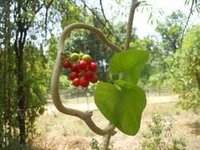 Guduchi (giloy) Extract