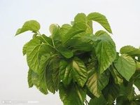Mulberry Leaf Extract - 1% Dnj, Brown Yellow Fine Powder | Food Grade, Cosmetic Grade, Pharmaceutical, Solvent Extracted, Assay 5% Dnj By Hplc, Improves Carbohydrate Metabolism, Supports Blood Glucose Regulation