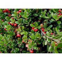 Bearberry Extract Ingredient