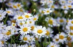 Chamomile Extract