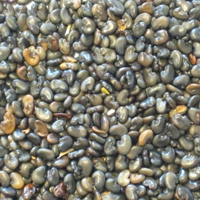 Sunhemp Seed