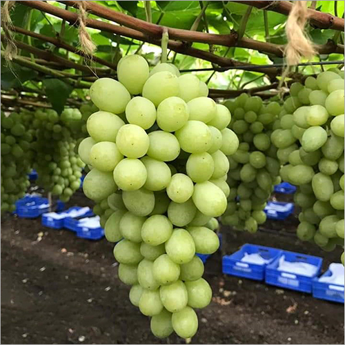 Grapes In Nashik, Grapes Dealers & Traders In Nashik, Maharashtra