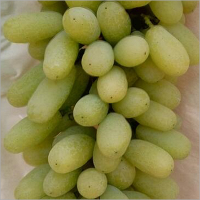 Open Air Green Grapes
