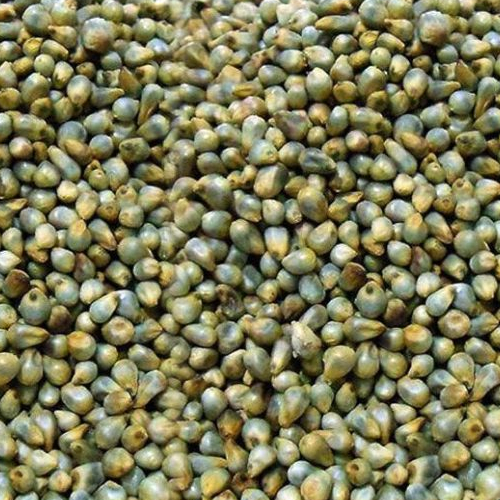 Green Millet