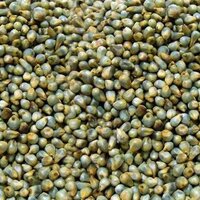 Green Millet - Admixture (%): 0.5%