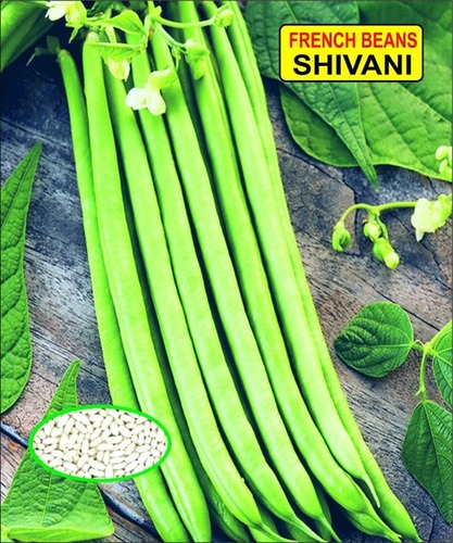 beans seeds beans seeds