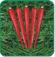 Natural Carrot Seed