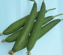 sponge gourd sponge gourd