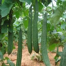 Ridge gourd