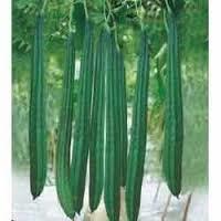 ridge gourd