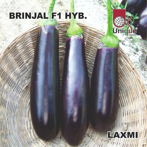 Brinjal Seed