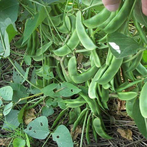 dolicus bean seed