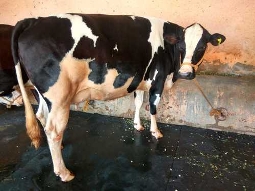 hf7 Cows