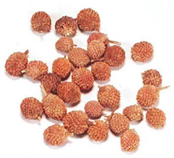 Sphaeranthus Indicus