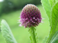 Sphaeranthus Indicus