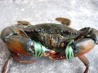 Sea Crap