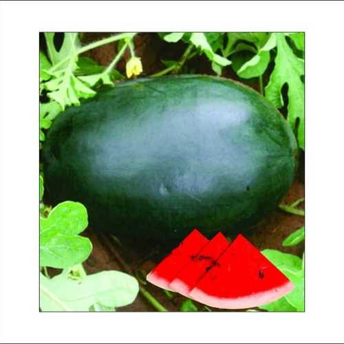 Water Melon Seed