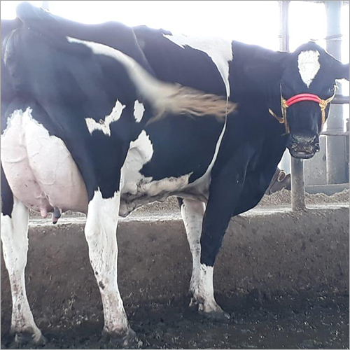 Black And White Livestoke Hf Cow