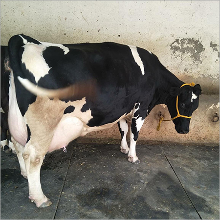 Black And White High Yield Hf Cow