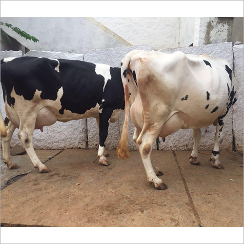 Black And White Dairy Holstein Friesian Cow