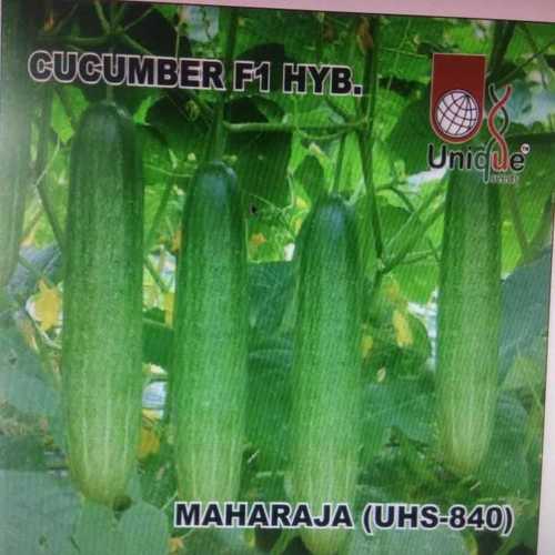 Cucumber Seed