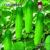 Cucumber Meet