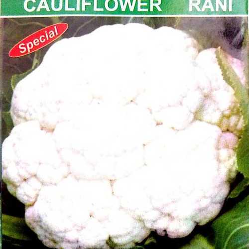 Cauliflower Rani Spl
