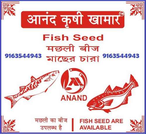 Fish Seed Fish Seed