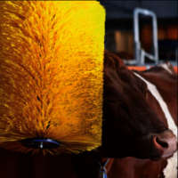 Cow Body Brush