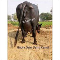 Info ttg Dairy Farm Murrah Buffalo Viral