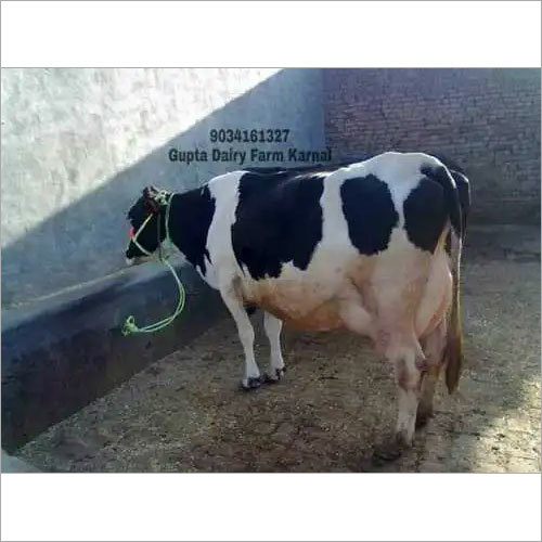 Best Hf Cow Supplier In Karnal