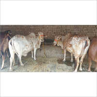 Rathi Cow