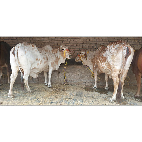 Rathi Cow