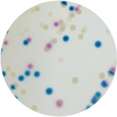 Colistin chromagar