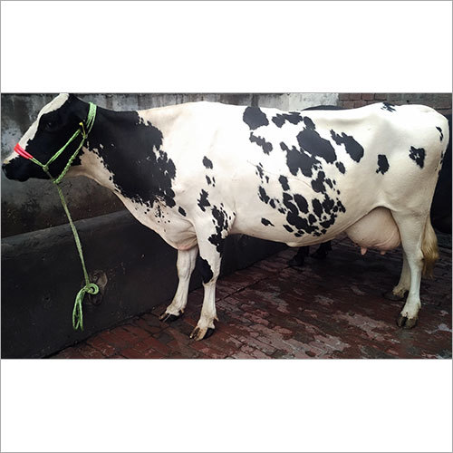 Haryana Dairy Cow