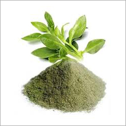 Andrographis Paniculata Ingredients: Herbs