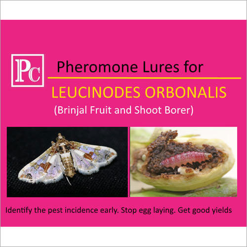Pheromone Lures For Leucinodes Orbonalis