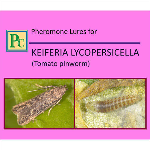 Pheromone Lures For Keiferia Lycopersicella