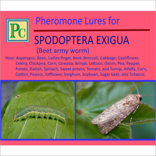 Pheromone Lures For Spodoptera Exigua