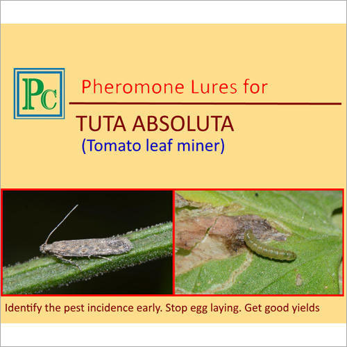 Pheromone Lures For Tuta Absoluta