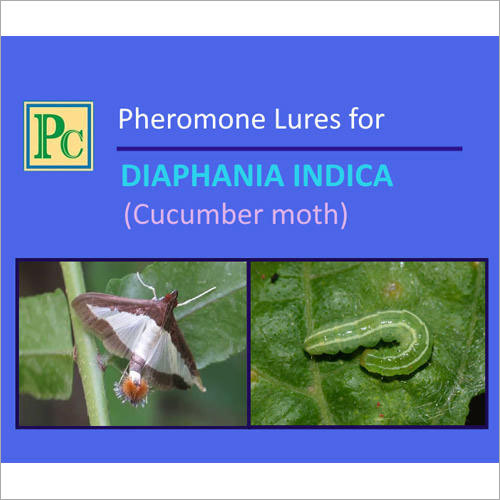 Pheromone Lures For Diaphania Indica